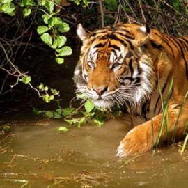 Studying tigers: habitat of famous predators