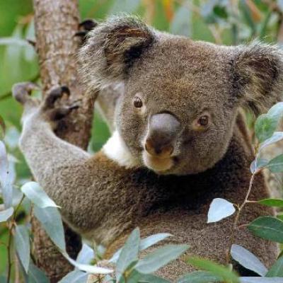 Koala ali vrečarski medved